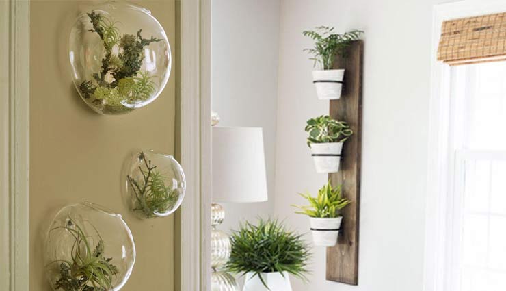 plants,home decor,wall plants,wall decor of plants,home decor tips,household ,होम डेकोर टिप्स, प्लांट्स,पौधे , दीवार पौधे