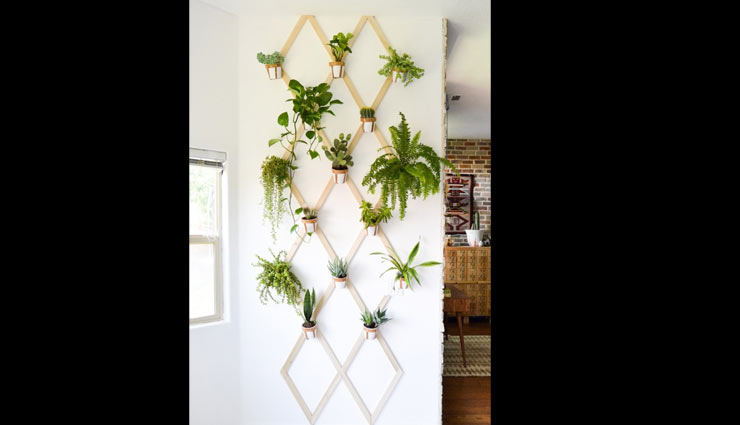 plants friendly,decorating home with plants,plants,indoor plants