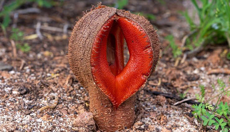 unusual plants worldwide,strange and unique plant species,bizarre plants from around the world,extraordinary global plant life,uncommon flora discoveries,weird and rare botanical wonders,odd plants and trees globally,exotic plant species list,unusual plant habitats,unique botanical wonders