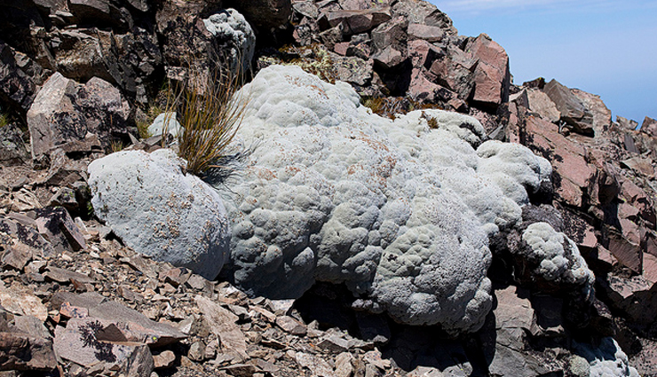 unusual plants worldwide,strange and unique plant species,bizarre plants from around the world,extraordinary global plant life,uncommon flora discoveries,weird and rare botanical wonders,odd plants and trees globally,exotic plant species list,unusual plant habitats,unique botanical wonders