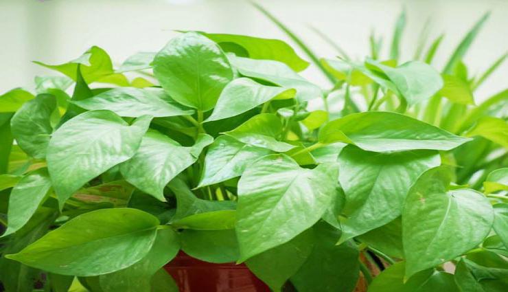 आइये जानते हैं पौधों से जुड़े कुछ Vastu के बारें में...