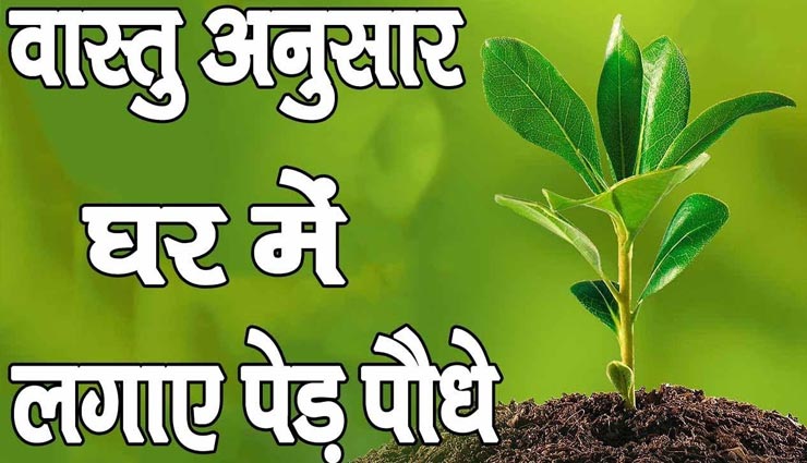 लड़ाई-झगड़े का माहौल पैदा करते है ये पौधे, बचें इन्हें लगाने से 