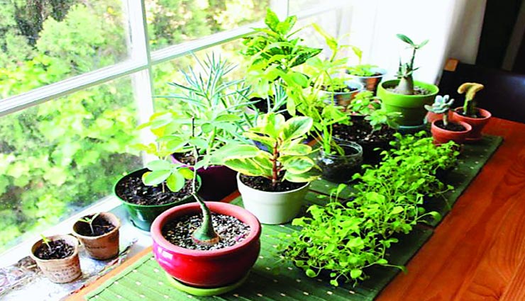 vastu tips,vastu tips in hindi,plants vastu tips