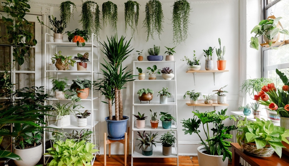 5 Must Have Plants at Home
