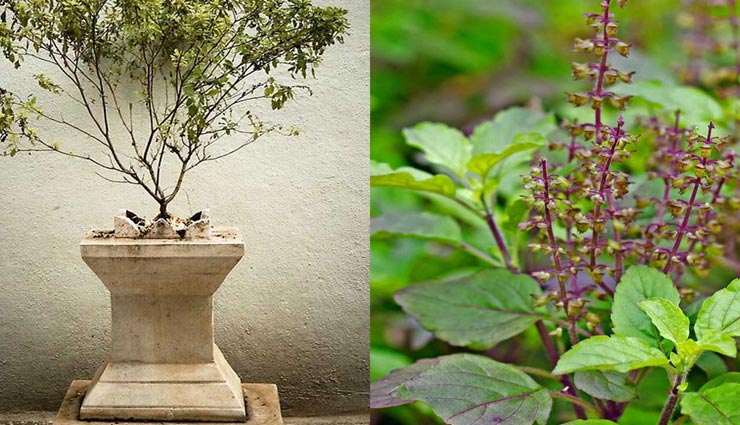 गिनती के अनुसार पौधे लगाकर दूर करें अपनी परेशानियां, पूरी होगी हर मन्नत