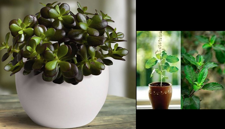 Holi 2018 : होली पर बिना किसी को बताए घर में लगाये ये पौधे होगी धन वर्षा