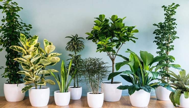 plants to keep house cool,summer plants,plants for house ,पौधे,शीतलता,ठंडक 