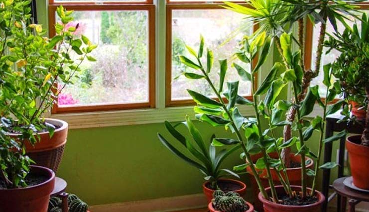 पौधे जो लातें है वातावरण में शीतलता और ठंडक 