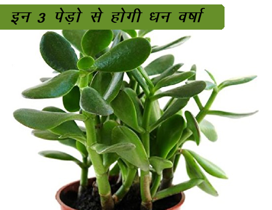घर में लगाए इन 3 पौधों से होगी धन वर्षा 