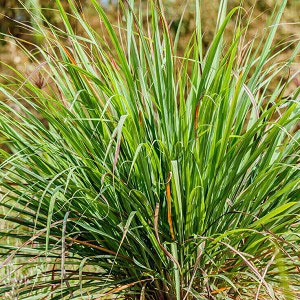 plants to remove flies,flies away from house,household tips