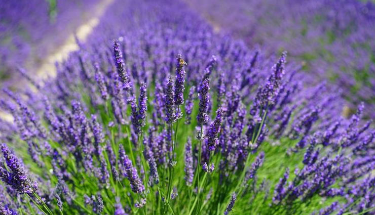 plants to remove flies,flies away from house,household tips