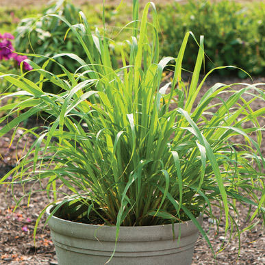 plants to remove flies,flies away from house,household tips