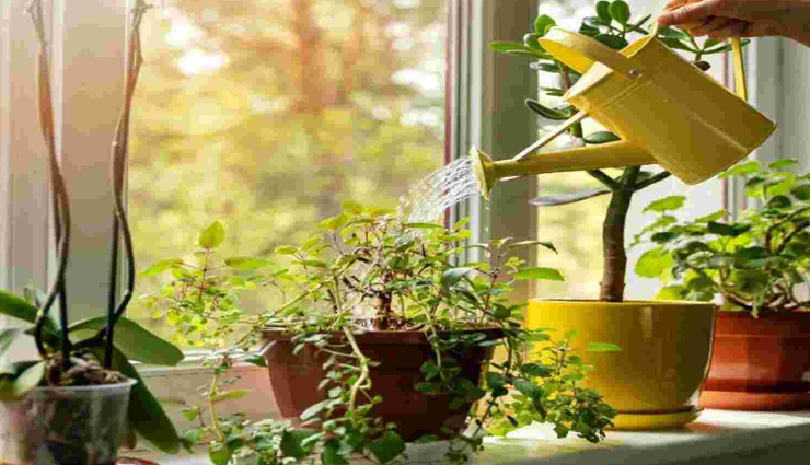 घर में लगे पौधे बदल सकते हैं आपकी किस्मत, रखें इन नियमों का ध्यान 