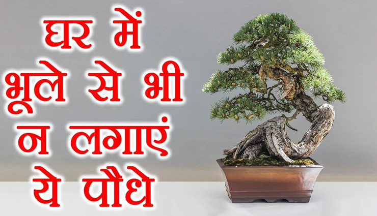 नए साल से पहले निकाल दें अपने घर से ये अशुभ पौधे, दूर होगा दुर्भाग्‍य