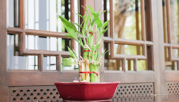 vastu tips,vastu tips in hindi,plants in home,plants vastu