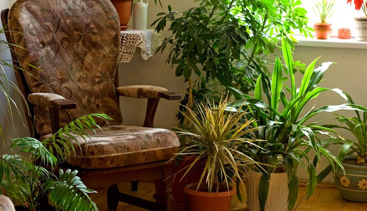 indoor plants,winter plants,home decor,home plants,plants for decoration,household ,इंडोर प्लांट्स, प्लांट्स, होम डेकोर, हाउसहोल्ड टिप्स