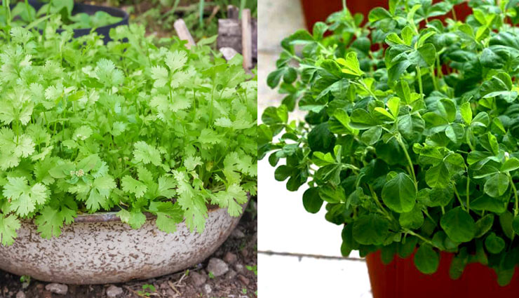 अपने घर पर ही इस तरह उगाए सब्जियां, लॉकडाउन में नहीं निकलना पड़ेगा बाहर vegetables at home,grow these vegetables at home,tips to grow vegetables,household tips,home decor tips