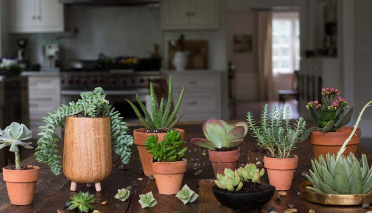 indoor plants,winter plants,home decor,home plants,plants for decoration,household