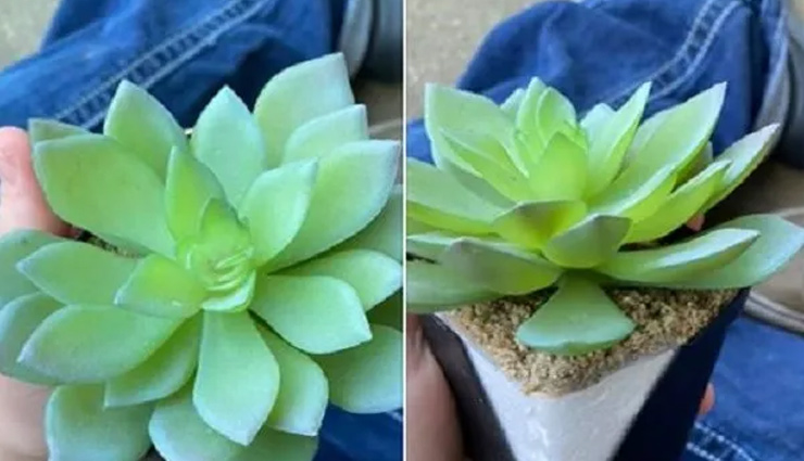 इस पौधे की असलियत जान महिला के उड़े होश, फेसबुक पर सुनाई आपबीती