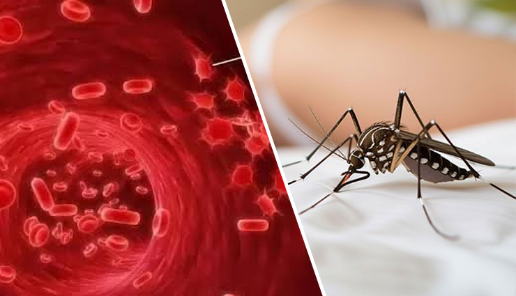10 Home Remedies To Increase Platelet Count in Dengue and Fast Recovery