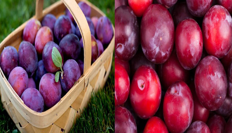 benefits of eating plum,Health tips,tips to eating plum,Health,healthy living ,आलू बुखारा खाने के फायदे,हेल्थ,हेल्थ टिप्स