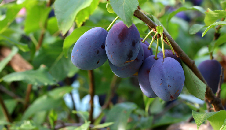 beauty tips,5 skin benefits of plum or aloo bukhara,how plum is good for skin,beauty benefits of eating plum,beauty benefits of eating aloo bukhara