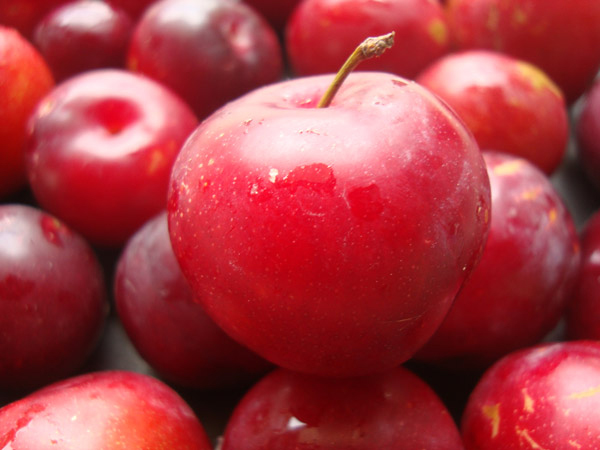 health benefits of eating plums,alubukhara benefits,Health tips