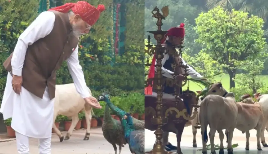 PM मोदी ने गायों को खिलाया चारा, मोरों को दिया दाना; 15 अगस्त की सुबह का वीडियो वायरल