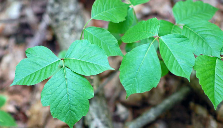 toxic from poison ivy plant,remedies to treat toxic from poison ivy plant,poison ivy plant,home remedies,Health tips,fitness tips
