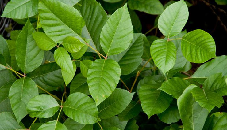 toxic from poison ivy plant,remedies to treat toxic from poison ivy plant,poison ivy plant,home remedies,Health tips,fitness tips
