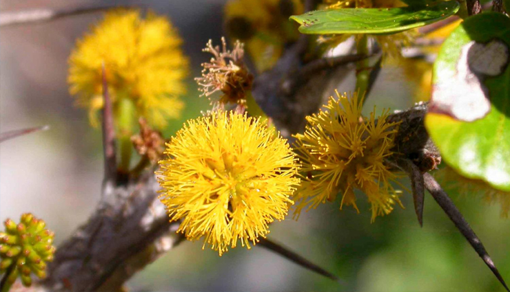 endangered species of trees,species of trees,grandidiers baobab,western wheatbelt wattle,quiver tree,seaside adler,parana pine,dragons blood tree,pokemeboy,chilean pine,farsers fir,eagle wood,travel,holidays,travel guide