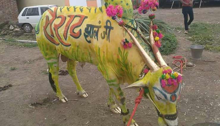 maharashtra,bull swallowed mangalsutra,pola festival,weird news in hindi ,पोला त्यौहार, बैल ने निगला मंगलसूत्र, महाराष्ट