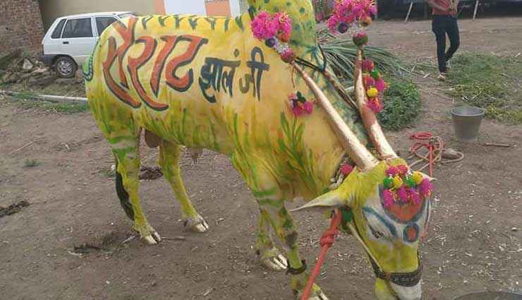 maharashtra,bull swallowed mangalsutra,pola festival,weird news in hindi