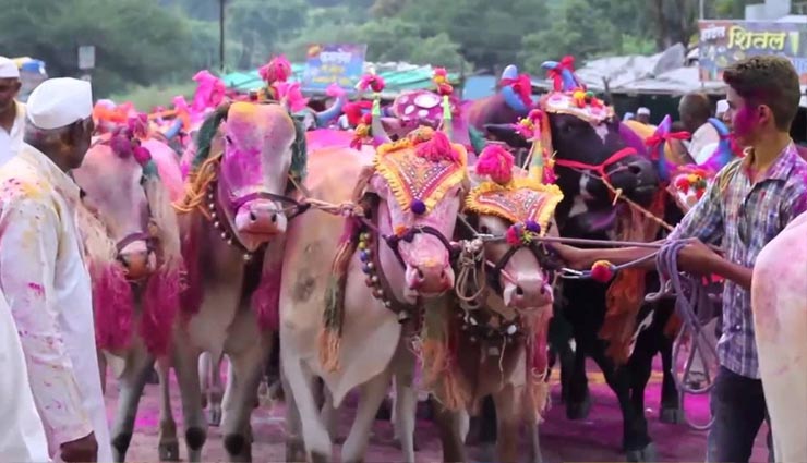 maharashtra,bull swallowed mangalsutra,pola festival,weird news in hindi