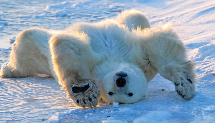 northern lights in canada,aurora magic,polar bears,beluga whales,churchill,manitoba,aurora viewing,wildlife encounters,canadian arctic,churchill tours,arctic adventures