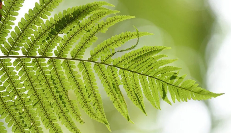 home remedies to help you manage vitiligo,tips to treat vitiligo,beauty tips,beauty hacks,skin care tips