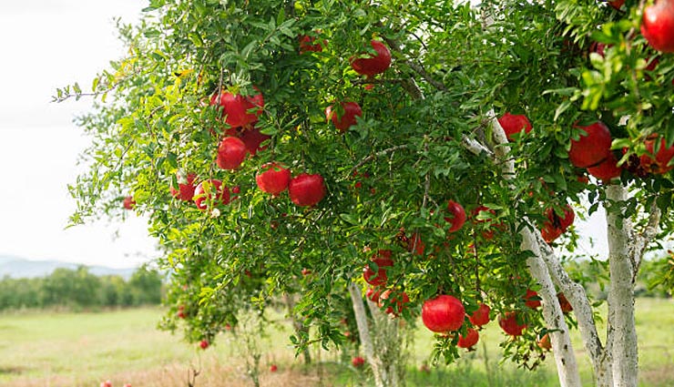fruits of winters,winters,fruits,Apple,sweet potato,guava,pomegranate,grapes,oranges,Health,Health tips,healthy living