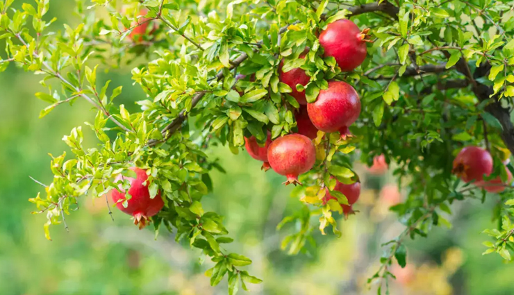 foods to increase blood platelet count in dengue,best foods for low platelet count,how to increase platelet count naturally,foods that boost platelet production during dengue,high platelet count foods for dengue recovery,natural remedies for low platelet count in dengue,platelet boosting foods for dengue patients,foods rich in vitamin k for platelet count,top foods to recover from dengue fever,home remedies to increase platelet count in dengue,platelet rich foods for dengue patients,dengue platelet count increase diet,foods that prevent platelet drop in dengue,best foods to fight dengue and increase platelets,foods for strong platelet production during dengue fever,nutrient-rich foods to raise platelet levels during dengue