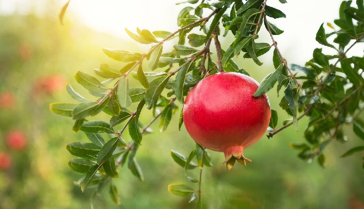 dengue prevention,dengue symptoms,mosquito-borne diseases,tropical diseases,dengue in india,dengue virus,natural remedies for dengue,dengue recovery juices,how to prevent dengue,dengue and platelet count,stagnant water and mosquitoes