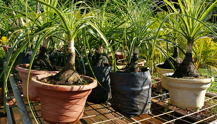 indore plants,plants for house