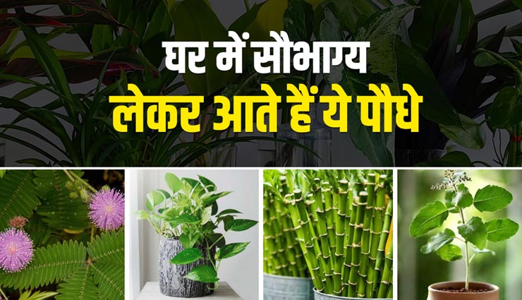 घर के माहौल को खुशनुमा बनाने का काम करते हैं ये पौधे, सौभाग्य का होगा आगमन 
