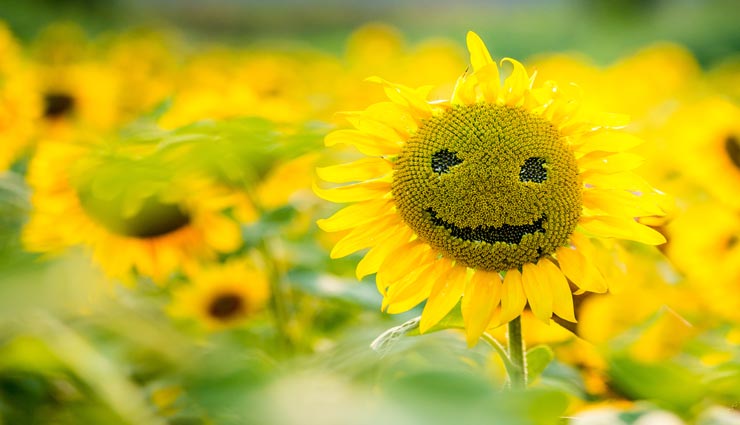 आपके सभी बिगड़े काम बनाएंगी ये 4 चीजें, घर में लाएगी सकारात्मकता