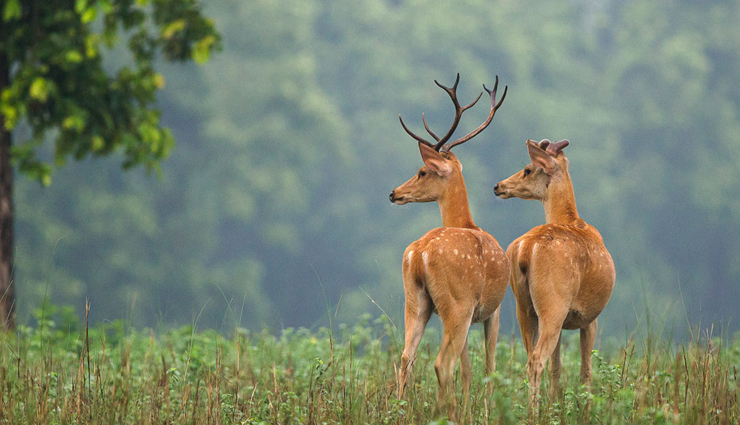 valley of flowers,uttarakhand,munnar tea estate,kerala,lonavla hill station,maharashtra,kanha national park,madhya pradesh,shillong waterfalls,meghalaya,madgaon beach,goa,post monsoon places in india,places to visit in india,india