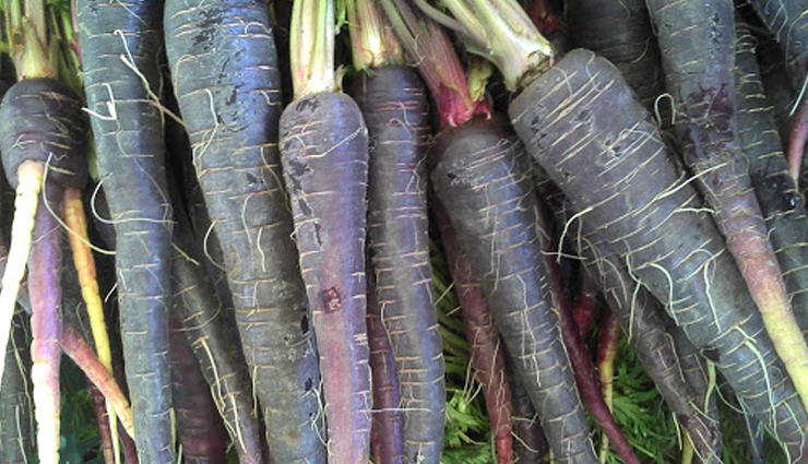 black carrot,black carrot benefis,black carrot health benefits,amazing heath benefits of black carrot,Health,Health tips