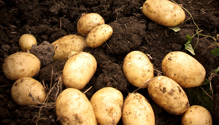 face pack for glowing skin,face pack for winters,glowing skin in winters,skin care tips,beauty tips,tomato and lime face pack,yeast and cabbage face pack,papaya and oatmeal face pack,banana and butter face mask,potato mask