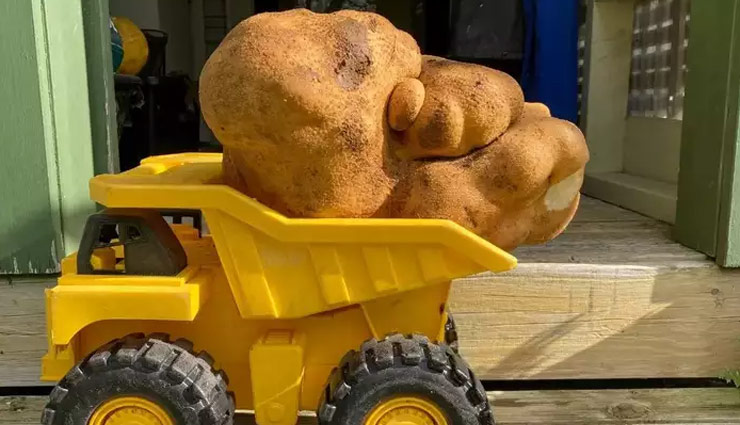 कपल ने घर के बगीचे में उगाया 8 किलो का आलू, नाम दिया Dug