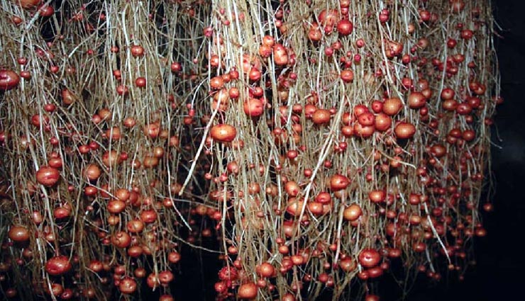 weird news,weird technology,aeroponic farming potato,potato in air,soil less potato