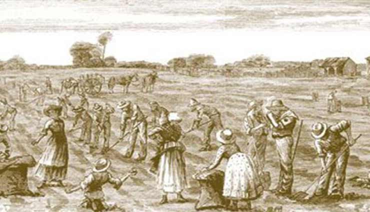 weird news,weird incident,great famine ireland,died due to potato