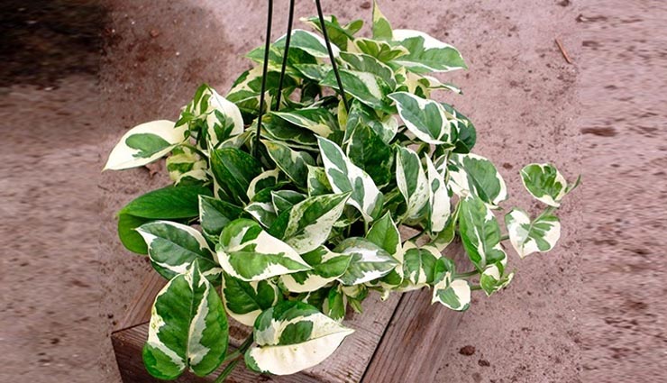 4 indoor plants for dark rooms,philodendron,heartleaf,pothos,zz plant,parlor palm