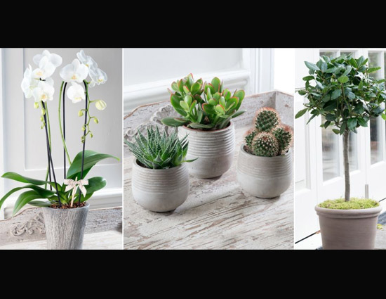 5 Tips To Care For Potted Plants During Winters